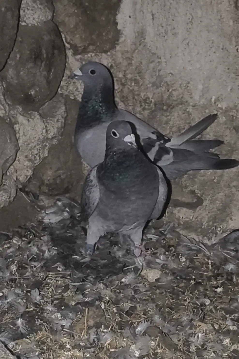 سبز|پرنده|کازرون, |دیوار