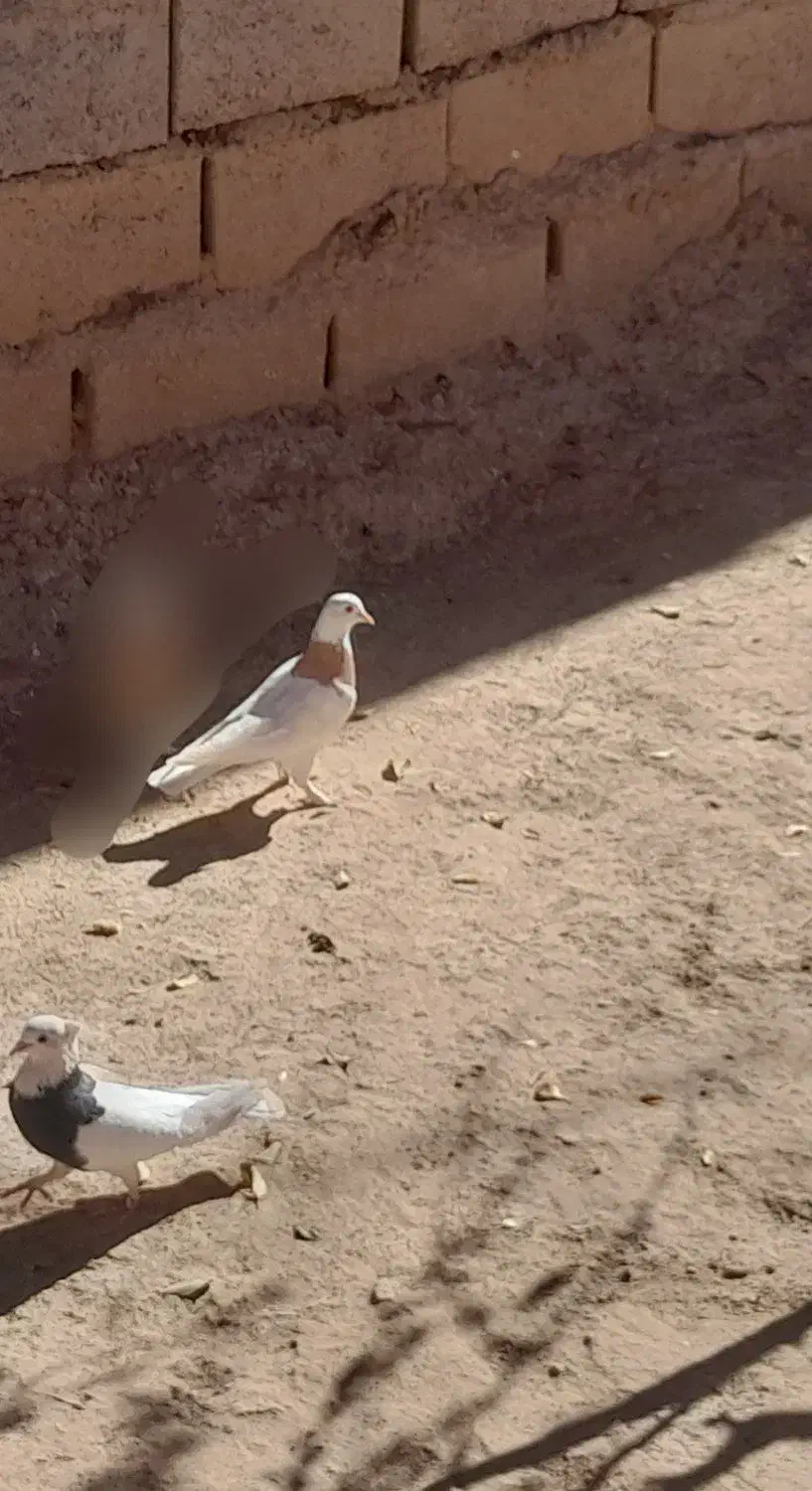 کفتر طوقی|پرنده|بیرجند, |دیوار