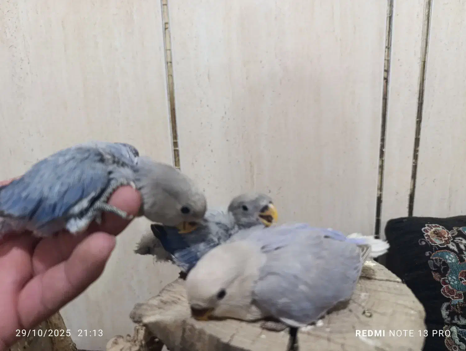 طوطی کوتوله برزیلی|پرنده|شهرضا, |دیوار