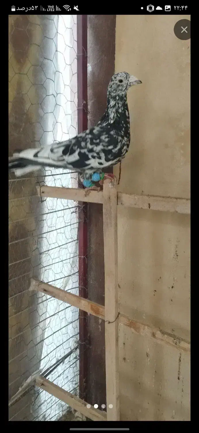 سار ماده|پرنده|گرمخان, |دیوار