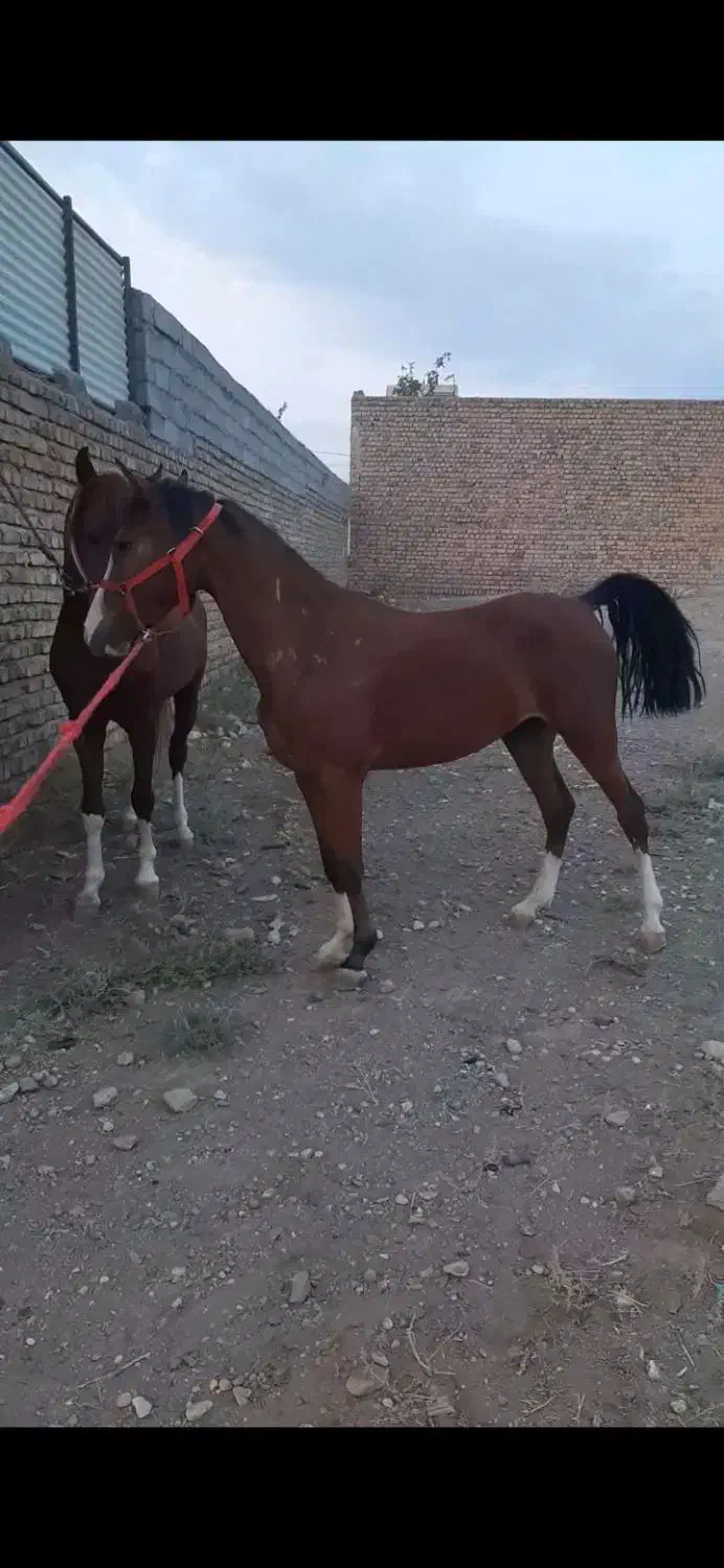 کره مادیون درشوری|اسب و تجهیزات اسبسواری|زرندیه, |دیوار