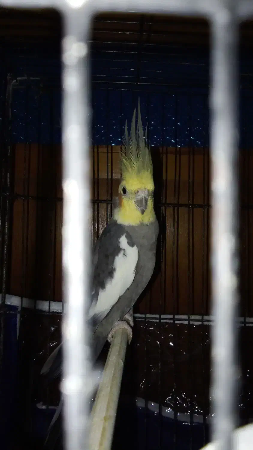 عروس ابلغ نر|پرنده|مینودشت, |دیوار