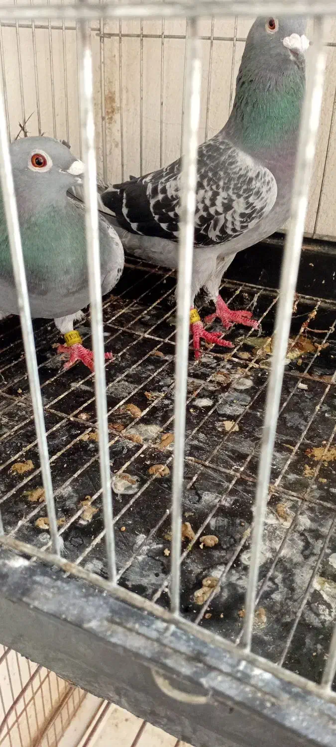 کبوتر|پرنده|درگهان, |دیوار