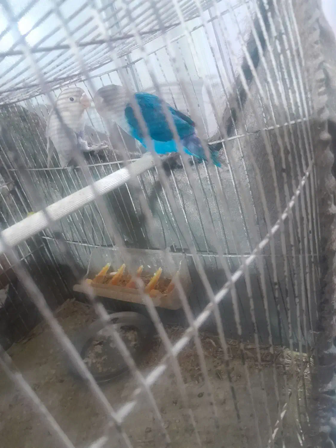 طوطی برزیلی|پرنده|قیدار, |دیوار