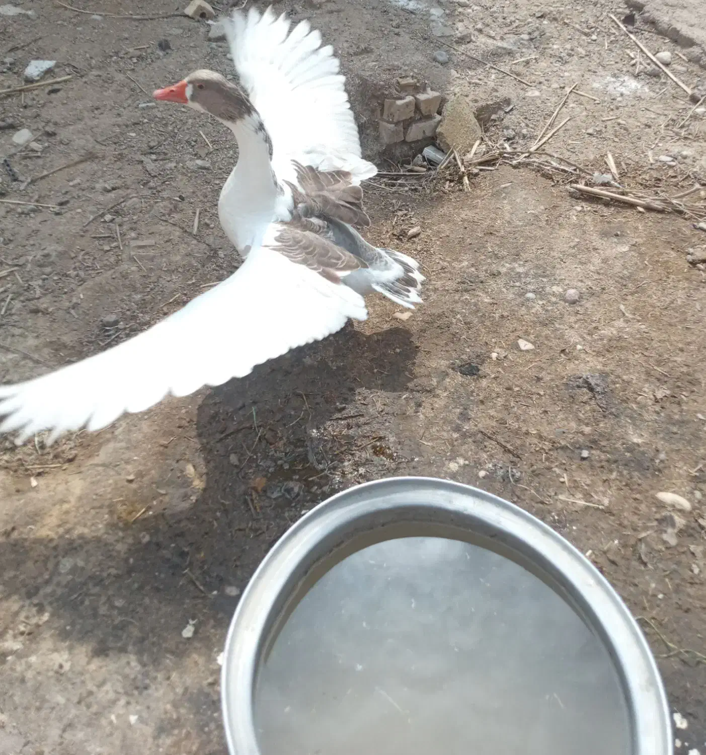 غاز|حیوانات مزرعه|کارون, |دیوار