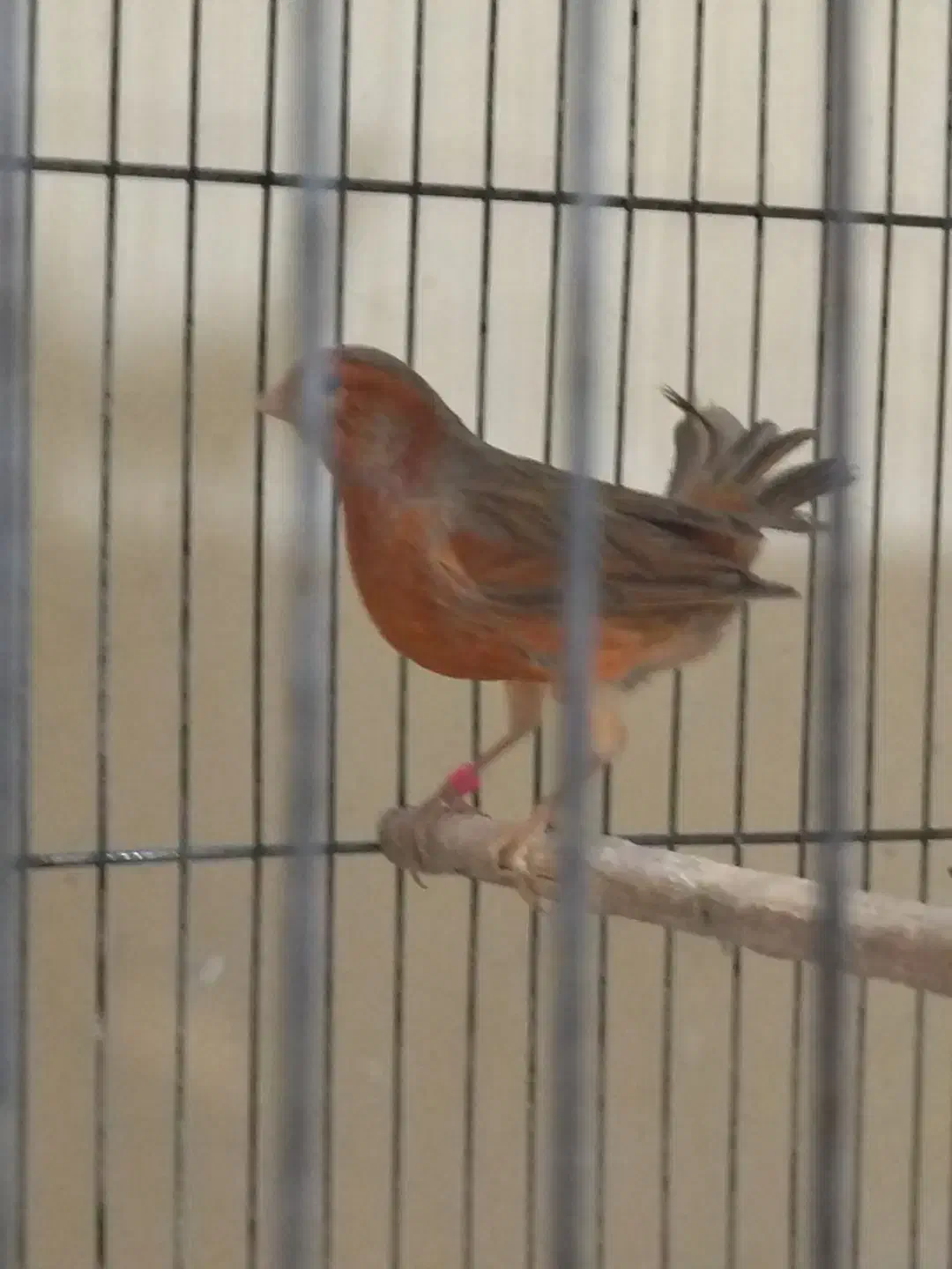 قناری دارچینی|پرنده|مبارکه, |دیوار