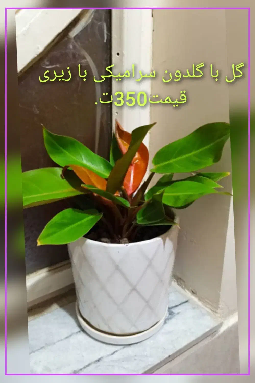 فروش گل....|گل و گیاه طبیعی|فولادشهر, C5|دیوار