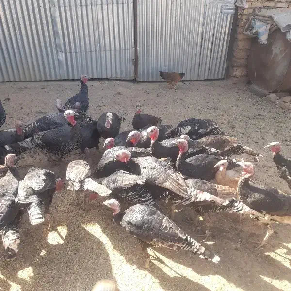 بوقلمون نر و ماده|حیوانات مزرعه|همدان, |دیوار