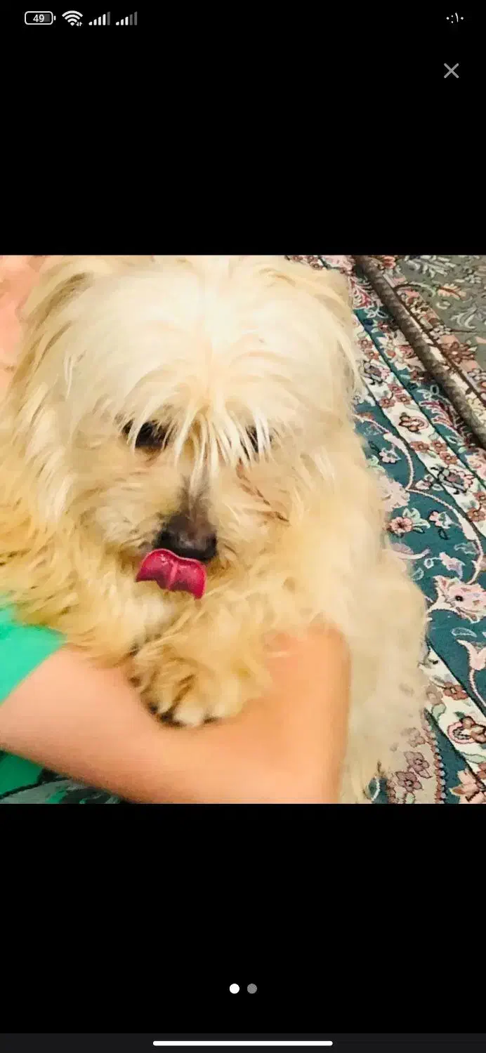 سگ گمشده|حیوانات|ابهر, |دیوار