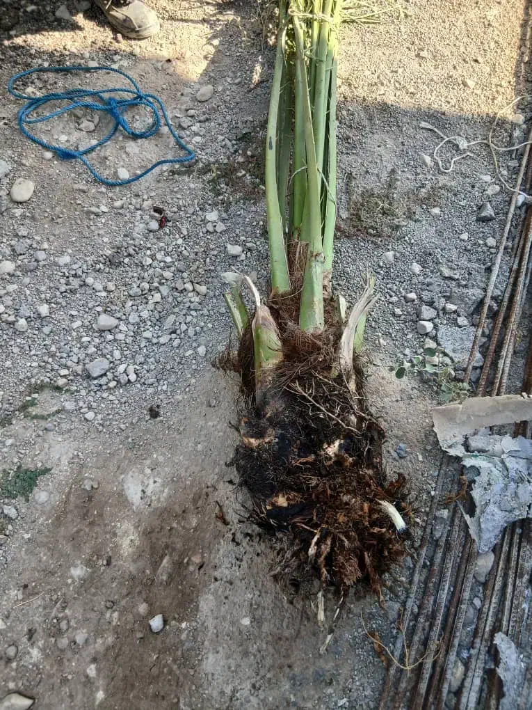 پاجوش برحی اصل|گل و گیاه طبیعی|خورموج, |دیوار