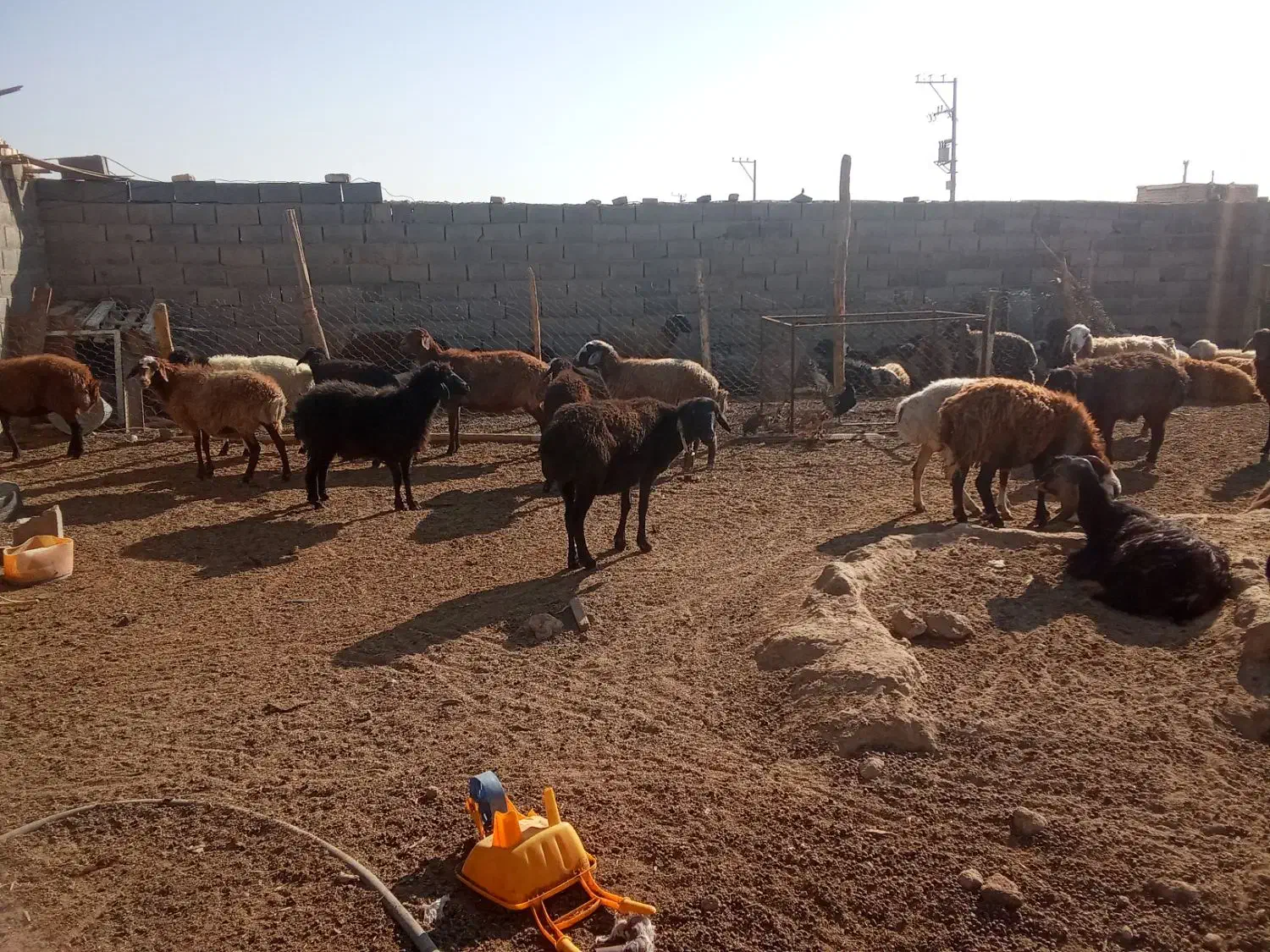 گوسفند مقانی میش وبز|حیوانات مزرعه|جرقویه, |دیوار