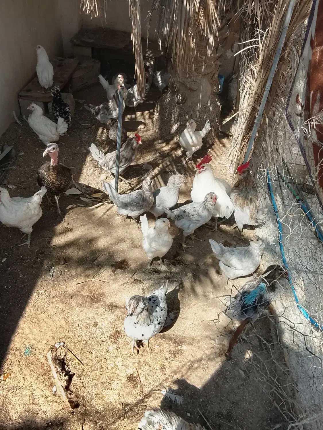 گلین ترکی در اهرم|حیوانات مزرعه|اهرم, |دیوار