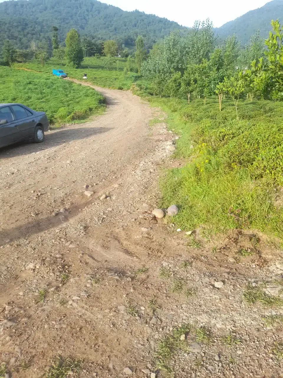 فروش باغ چای|فروش زمین و ملک کلنگی|رانکوه, |دیوار