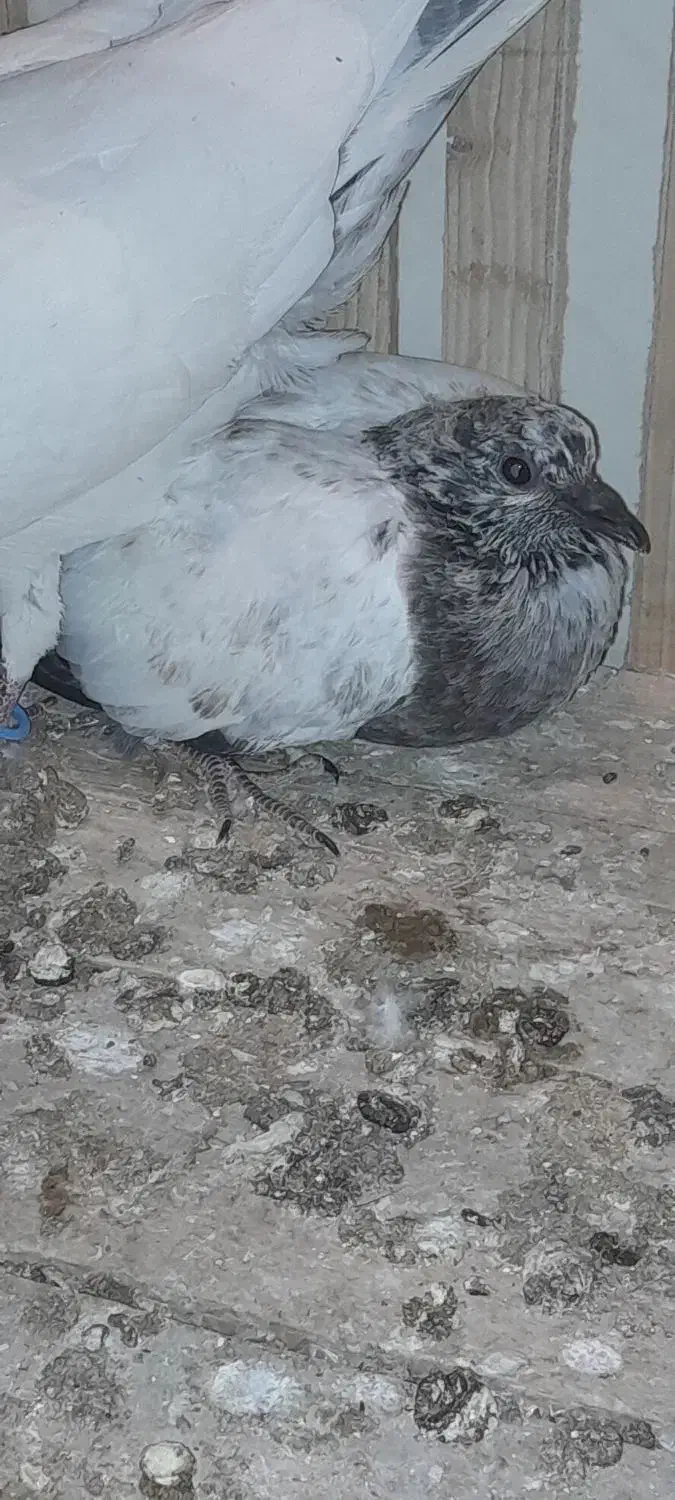 گمشده کبوتر کله دم سبز،دسپری|پرنده|شاهین‌شهر, نبوت|دیوار