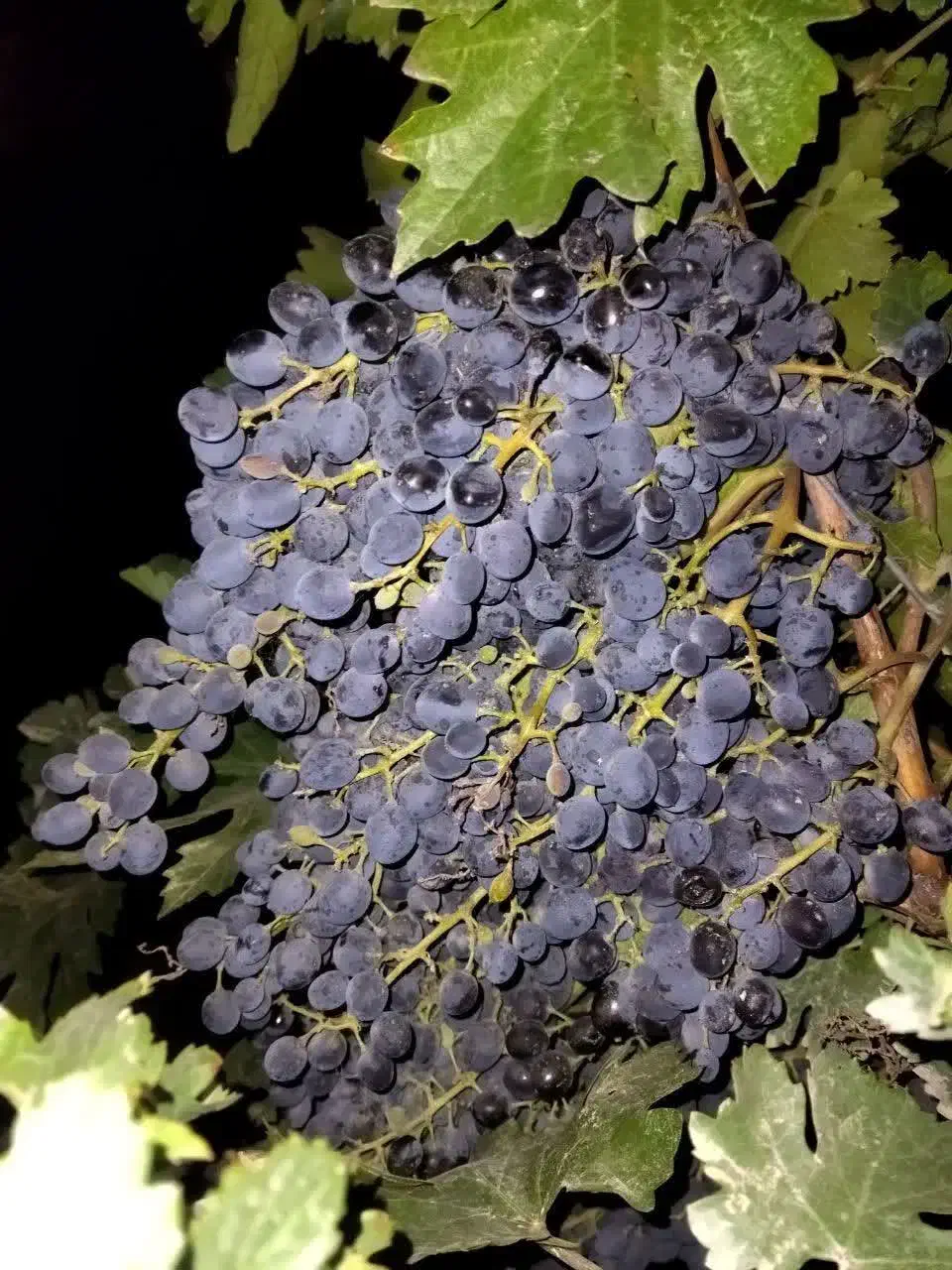 انگور دانه دارشانی|خوردنی و آشامیدنی|درگز, |دیوار