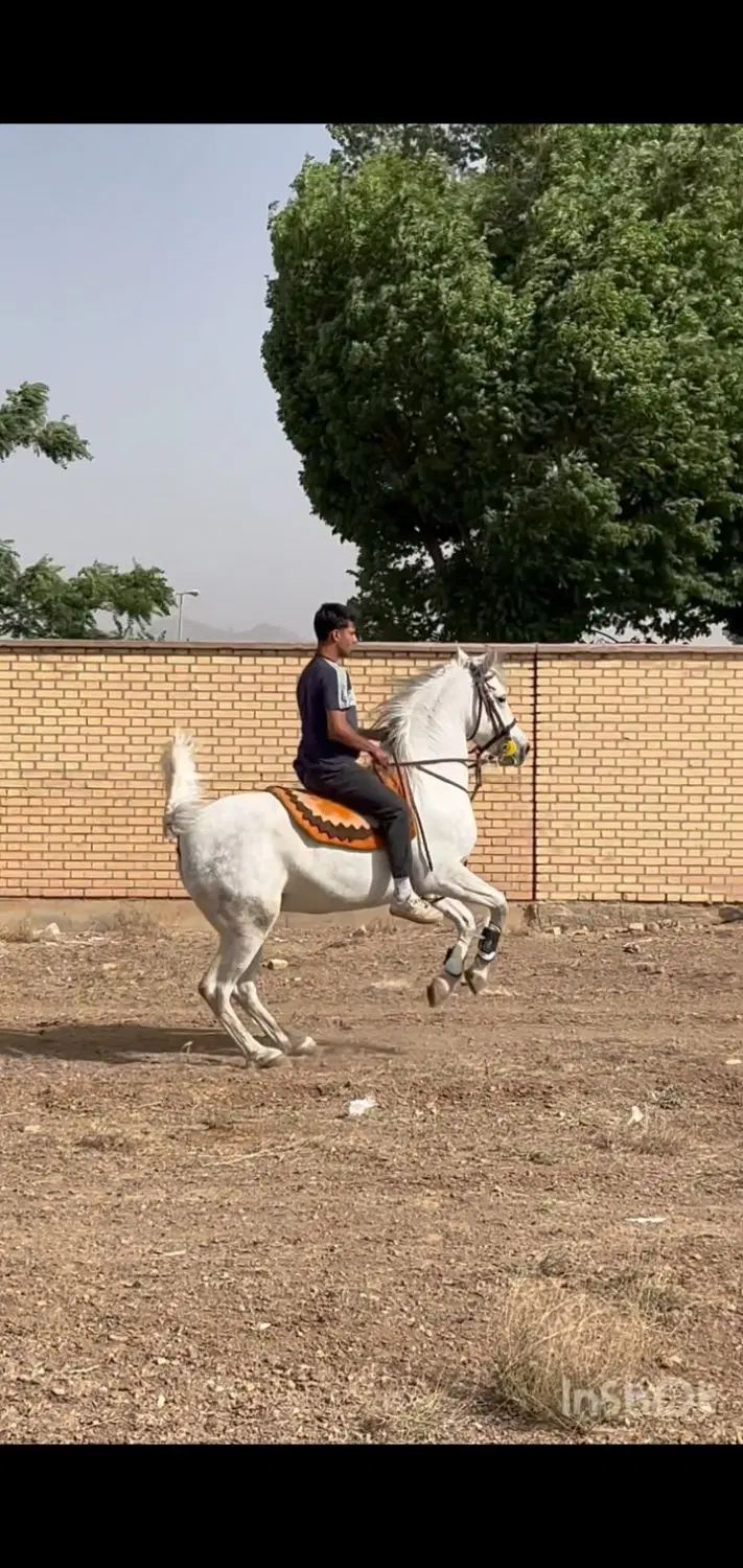 اسب|اسب و تجهیزات اسب‌سواری|مبارکه, |دیوار
