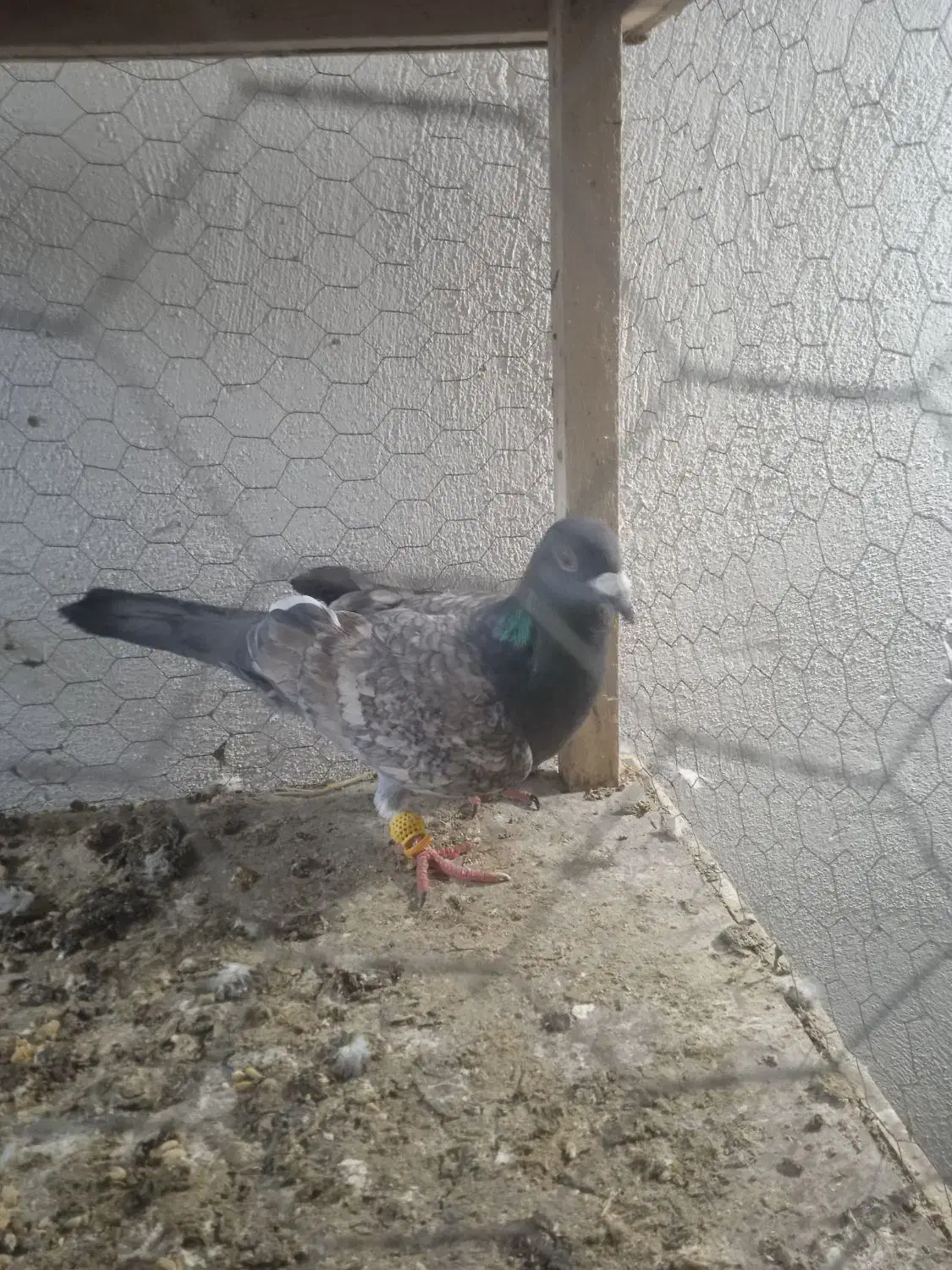 قره طاوسی|پرنده|مه ولات, |دیوار