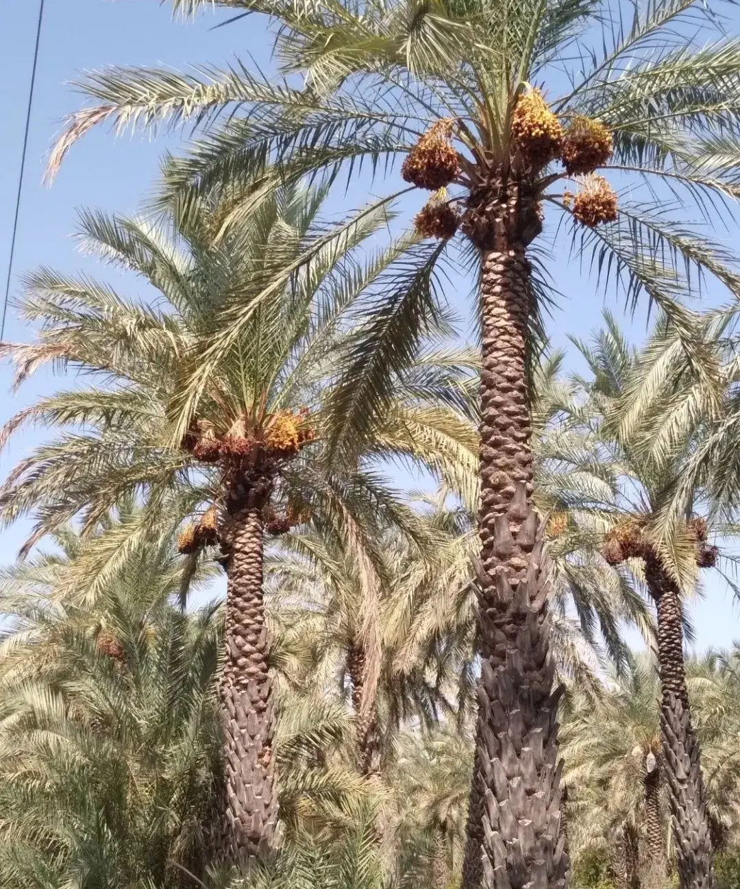 خرما|عمده‌فروشی|بهبهان, |دیوار