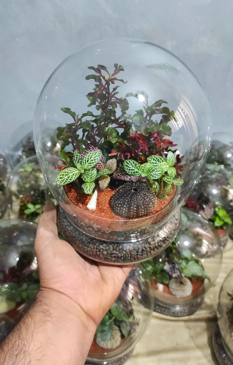 ویژه روز مادر تراریوم رطوبتی.|گل و گیاه طبیعی|تهران, مشیریه|دیوار