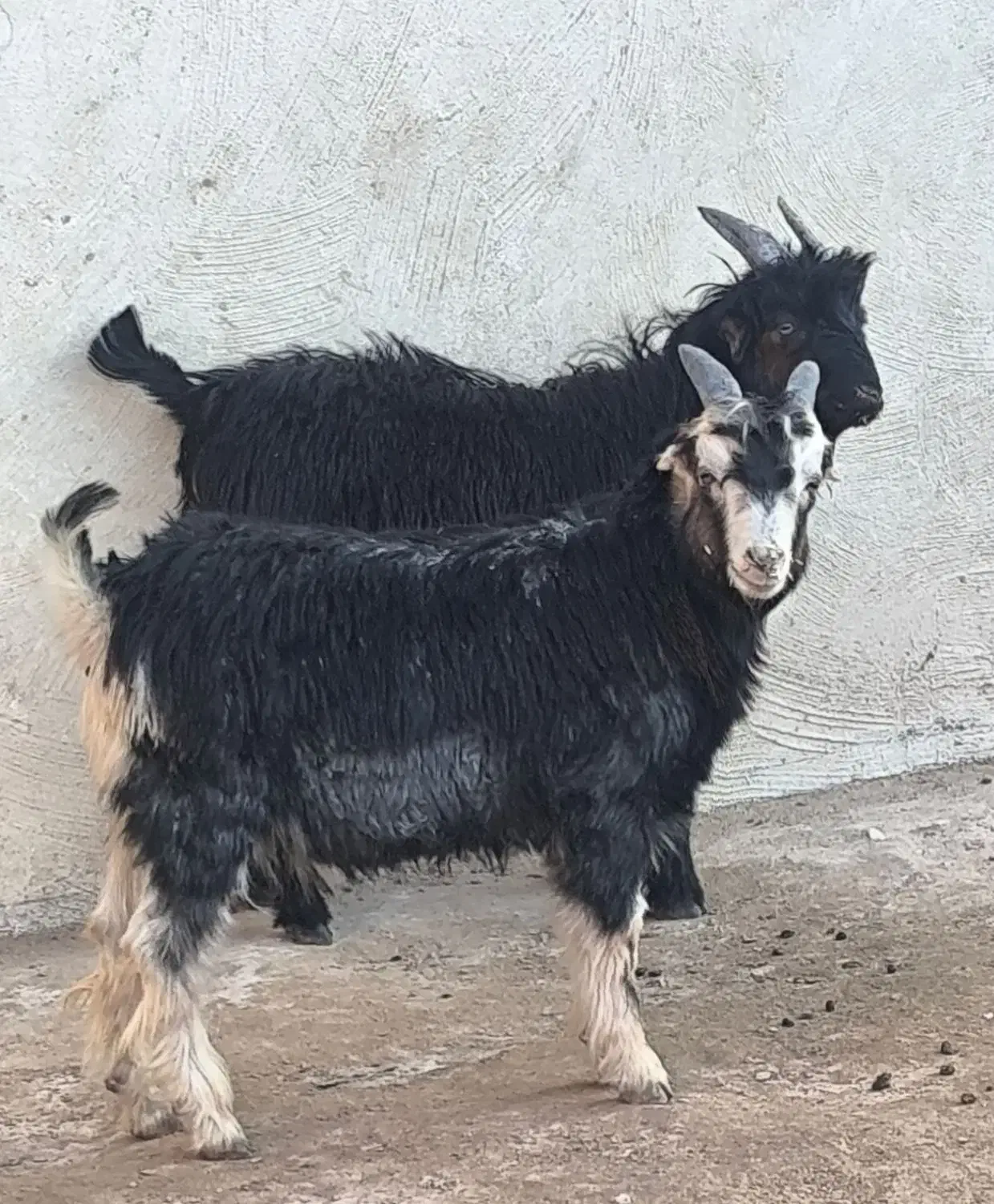 کهره نر ترکی چاق|حیوانات مزرعه|خورموج, |دیوار