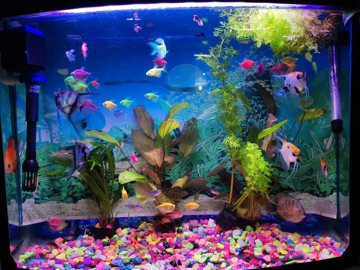 ماهی کالر|ماهی|ارومیه, |دیوار