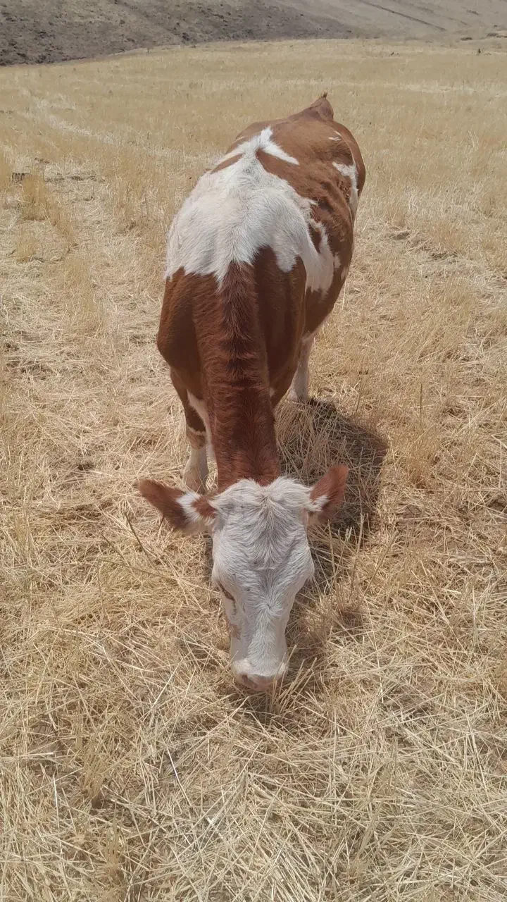 تلیسه|حیوانات مزرعه|نظر کهریزی, |دیوار