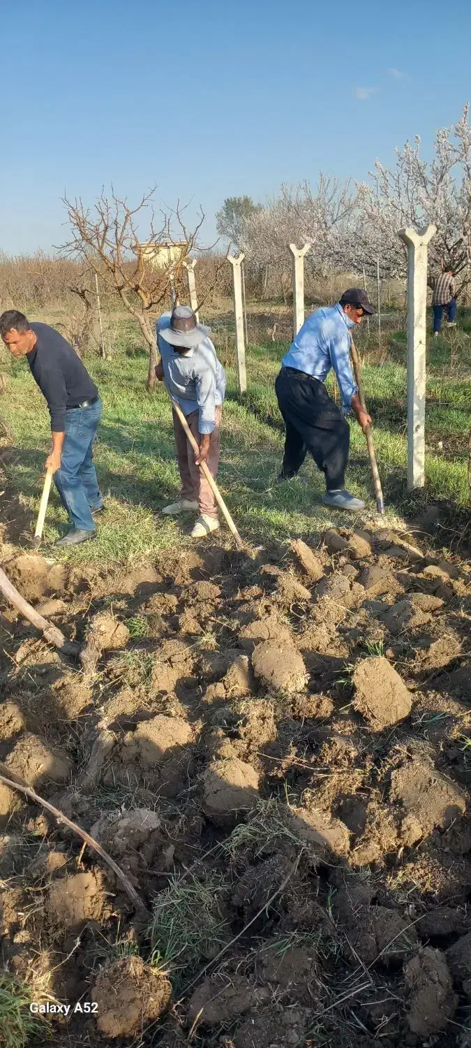 کارگر بیل زنی باغ و باغبانی|خدمات باغبانی و درختکاری|ارومیه, |دیوار