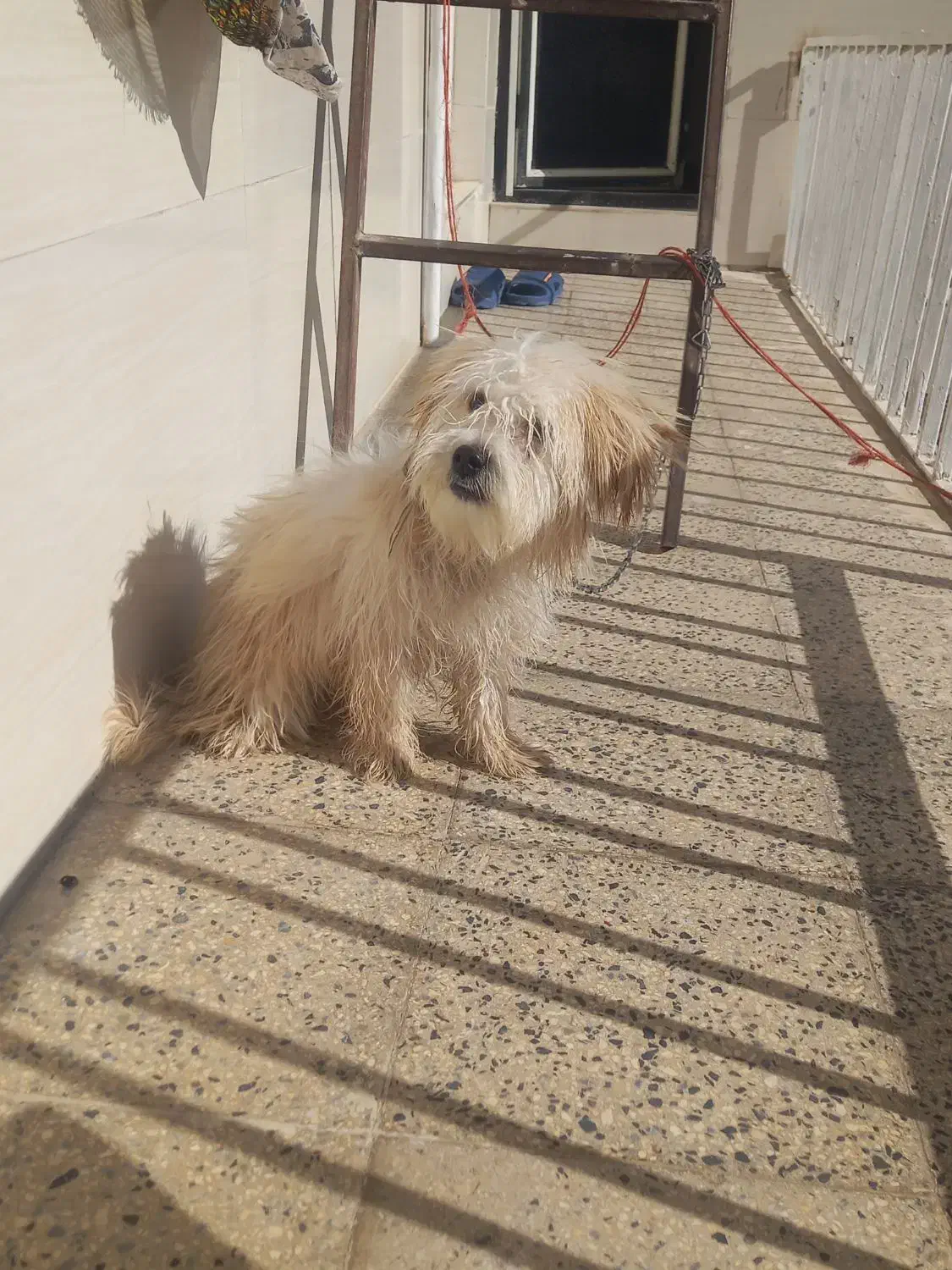 کمبود جا|سگ|اسدآباد, |دیوار