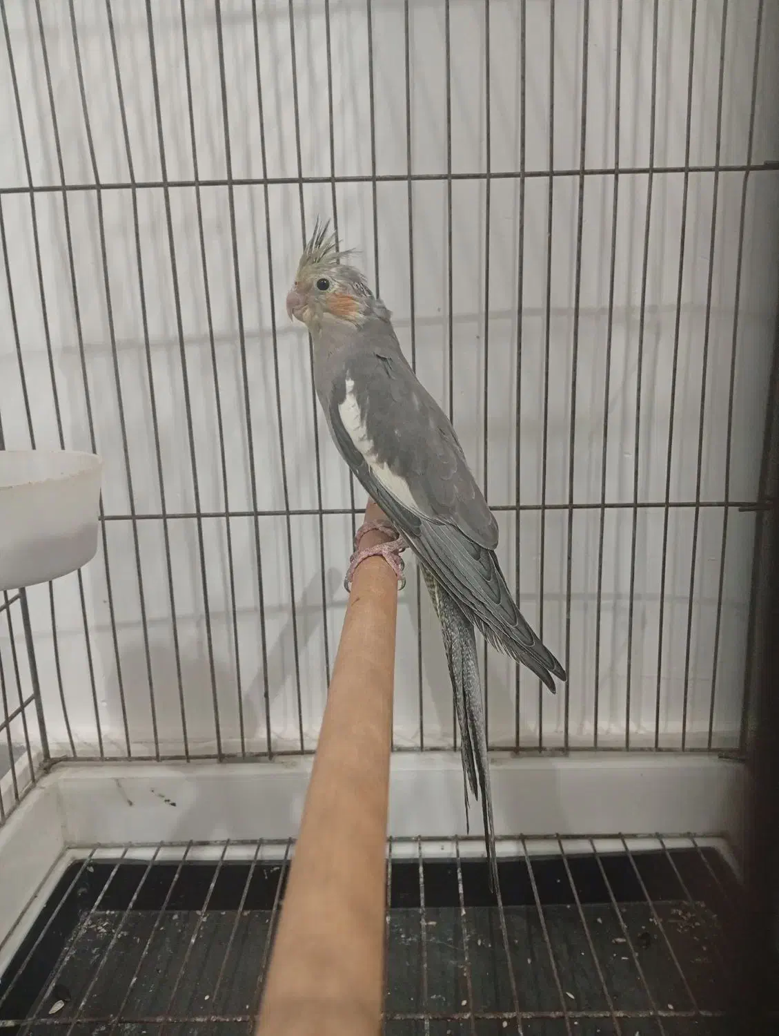 جوجه عروس ..وعروس نر بالغ رام|پرنده|ساری, |دیوار