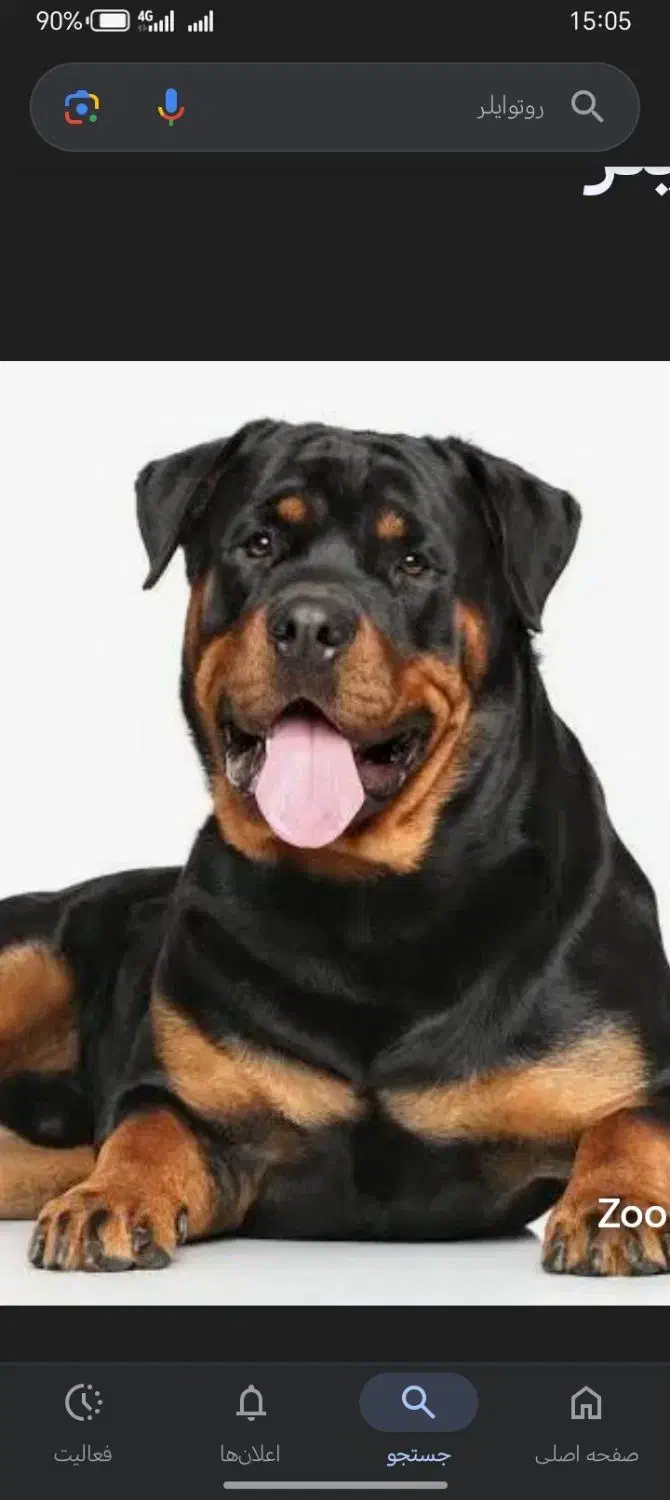 توله سگ روتوایلر فروشی 3تا واکسن خورده یه|سگ|سبزوار, شهرک صنعتی خاوران|دیوار