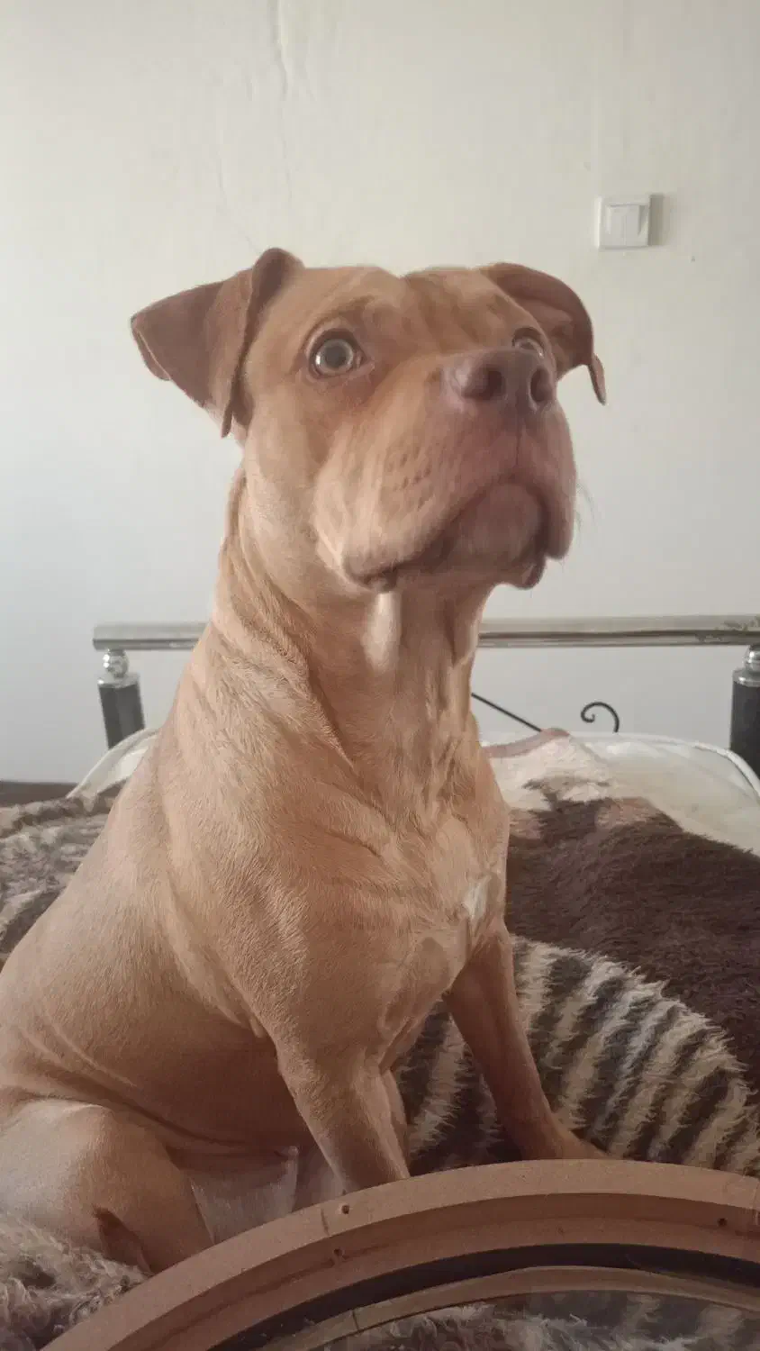 پیتبول ماده ۹ماهه|سگ|ری, دیلمان|دیوار