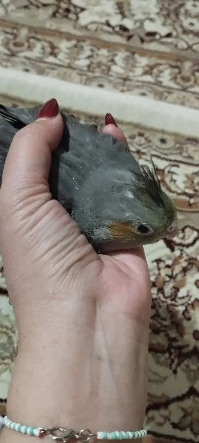 عروس هلندی|پرنده|محلات, |دیوار