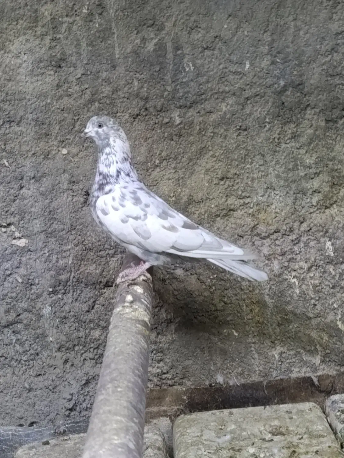 کفتر سرور نر و ماده پرشی|پرنده|زیباشهر, |دیوار