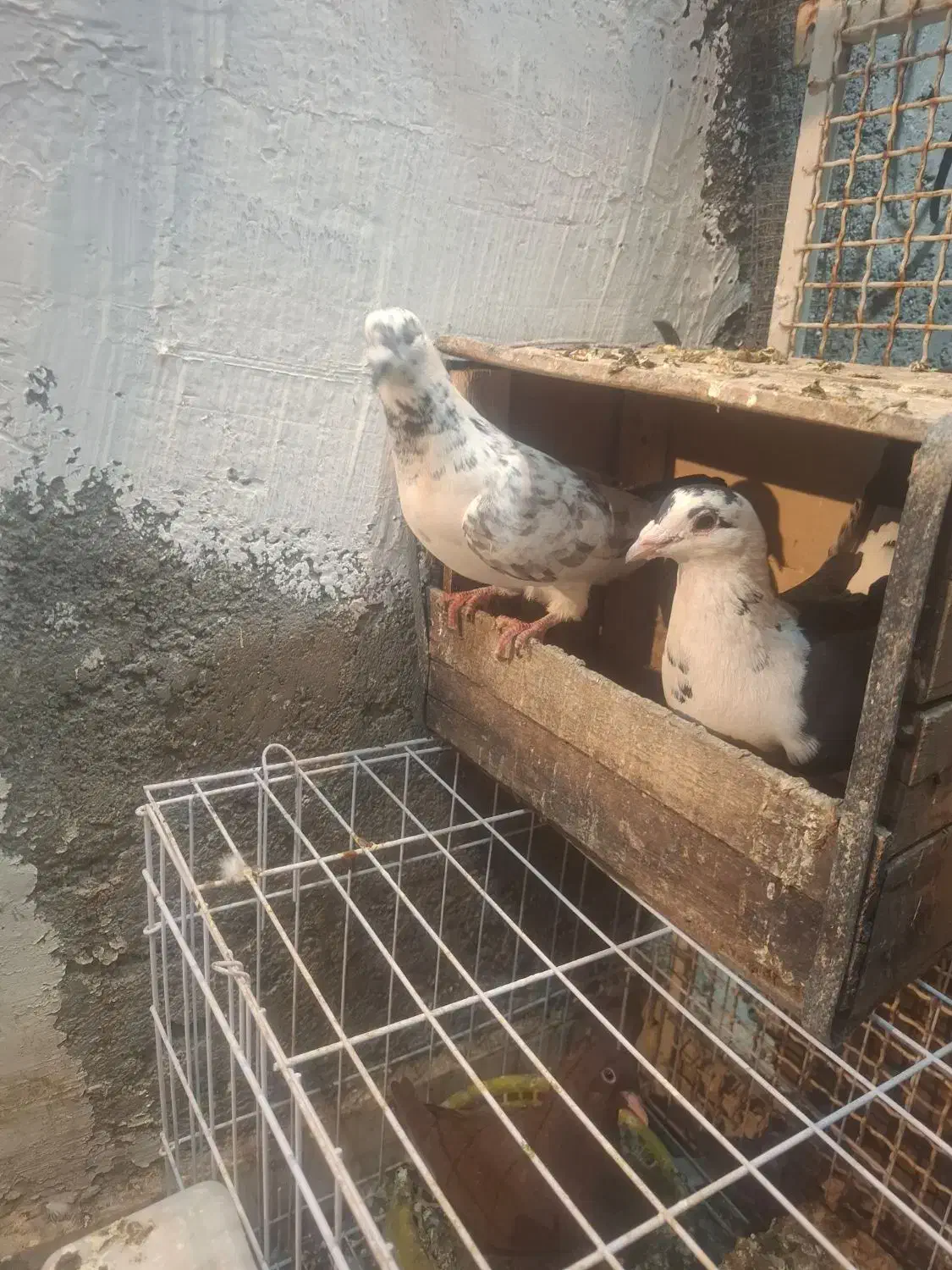 نر ماده گوره ای|پرنده|بهبهان, |دیوار