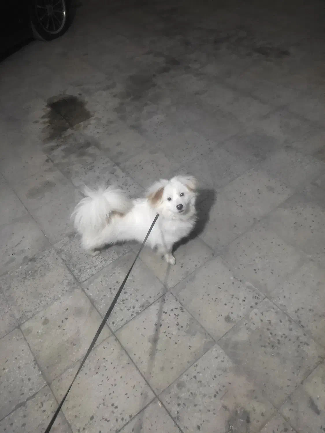 سگ پشمالو|سگ|ملایر, |دیوار