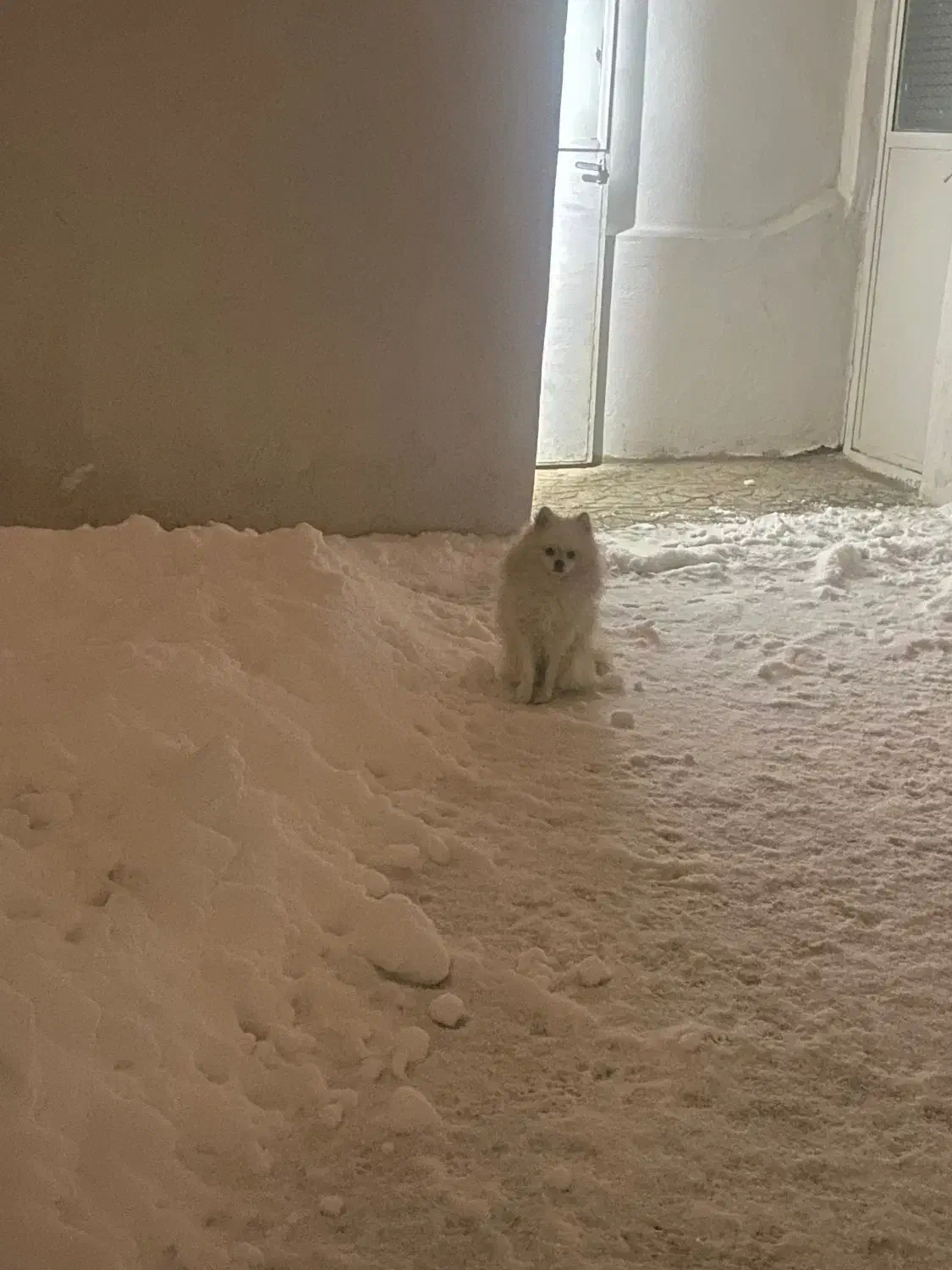 پامر روباهی|گربه|تویسرکان, |دیوار