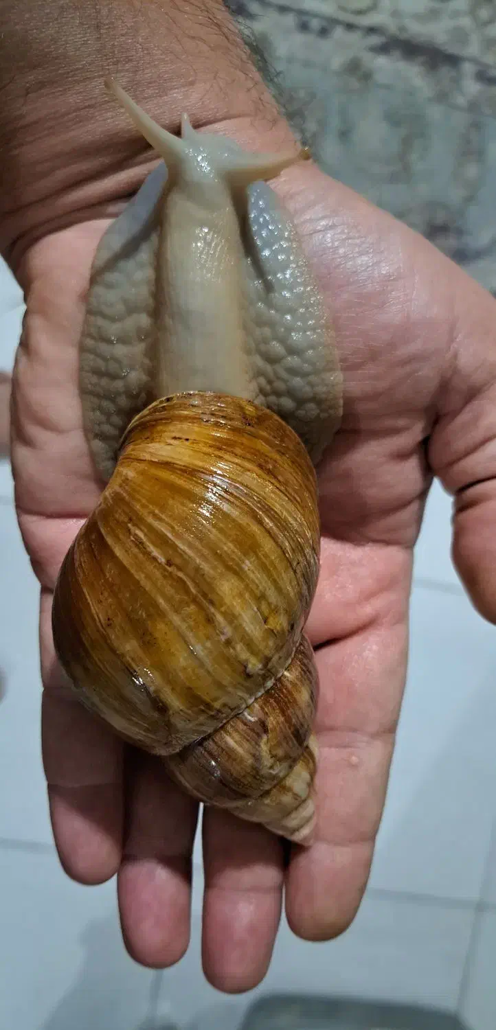 حلزون|خزنده|تهران, یاخجی آباد|دیوار