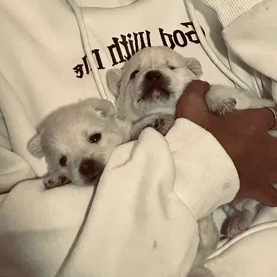 توله سگ پامر روباهی|سگ|باغستان, |دیوار