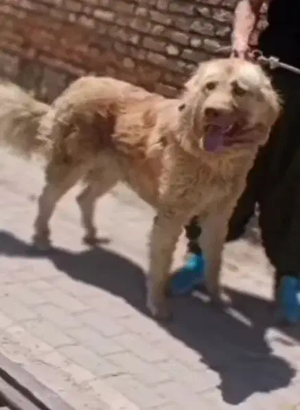 سگ سرابی نر ذات قدیم|سگ|میاندوآب, |دیوار