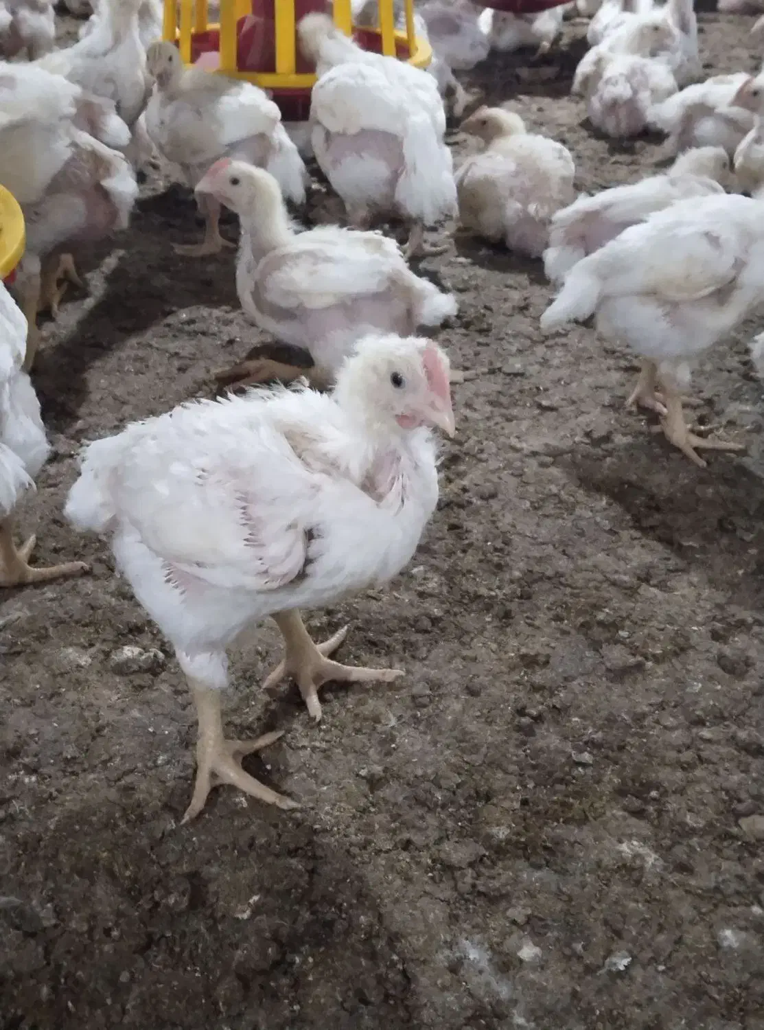 کود مرغ از سالن|خدمات باغبانی و درختکاری|تربت جام, میان جام|دیوار