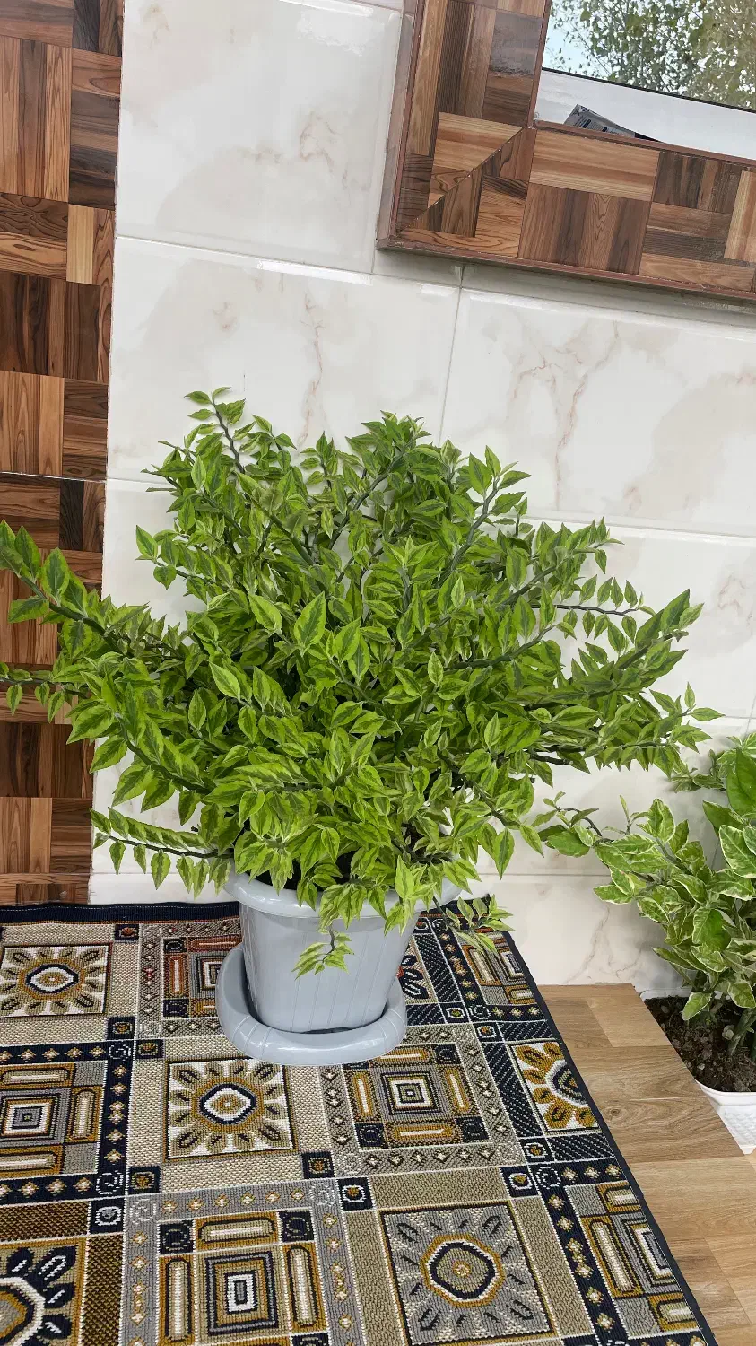 گل برق قاشقی|گل و گیاه طبیعی|خشکبیجار, |دیوار