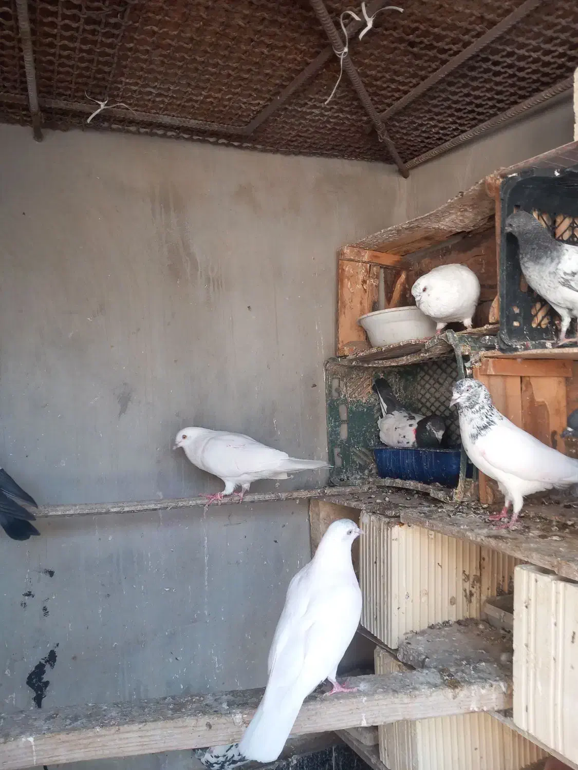 کبوترپرشی ساعت بالا قلعه قاضی محله ابوذر|پرنده|قلعه قاضی, |دیوار