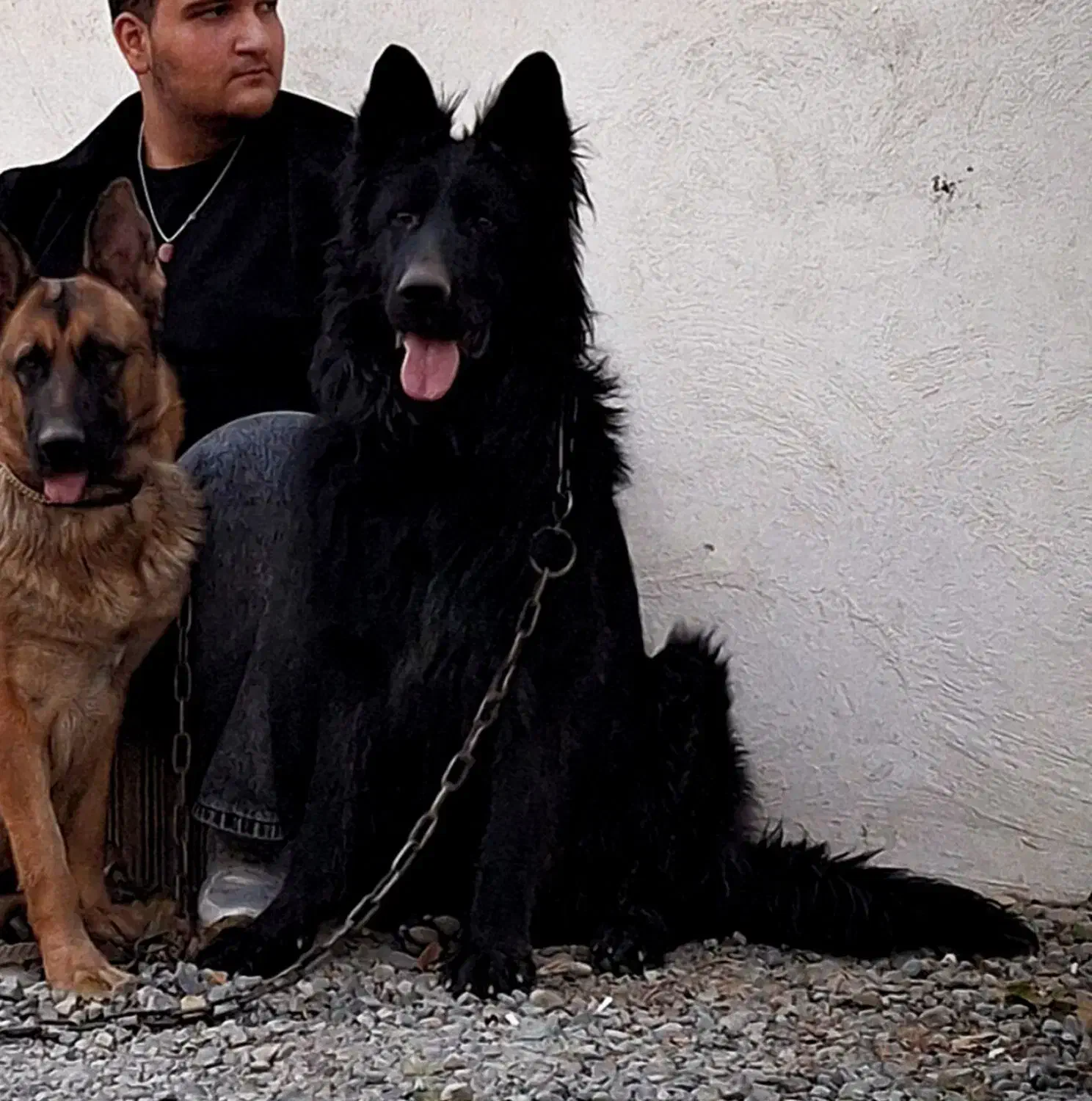 ژرمن بلک شولاین جفت یابی|سگ|کرج, عظیمیه|دیوار