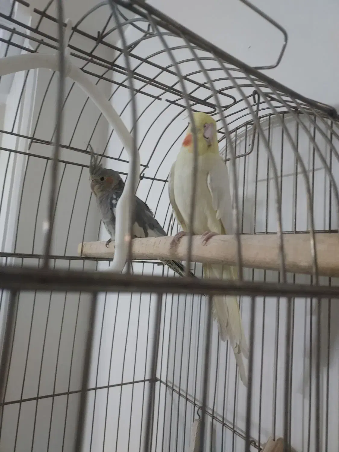 عروس هلندی نر ماده جفت خورده|پرنده|تهران, دبستان|دیوار