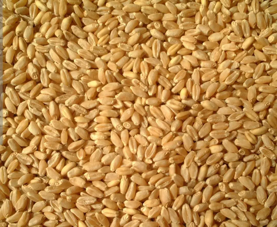 گندم|خوردنی و آشامیدنی|شیراز, گویم|دیوار