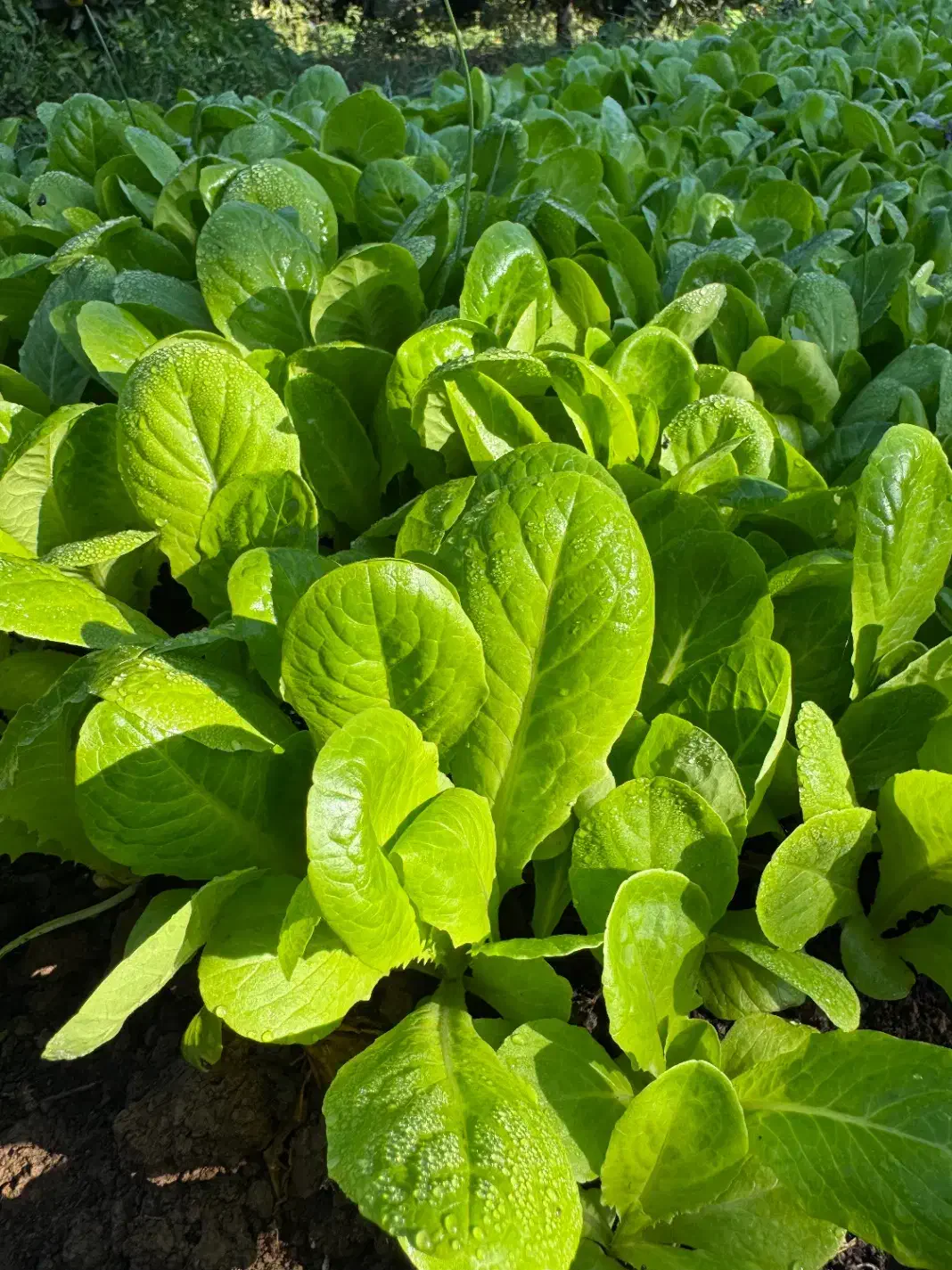 فروش بذر کاهو سفید نهال کاهو|خدمات باغبانی و درختکاری|سورک, |دیوار