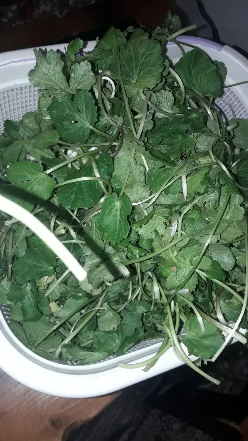 چوچاق و سبزی محلی وترشی|خوردنی و آشامیدنی|رشت, رودبارتان|دیوار