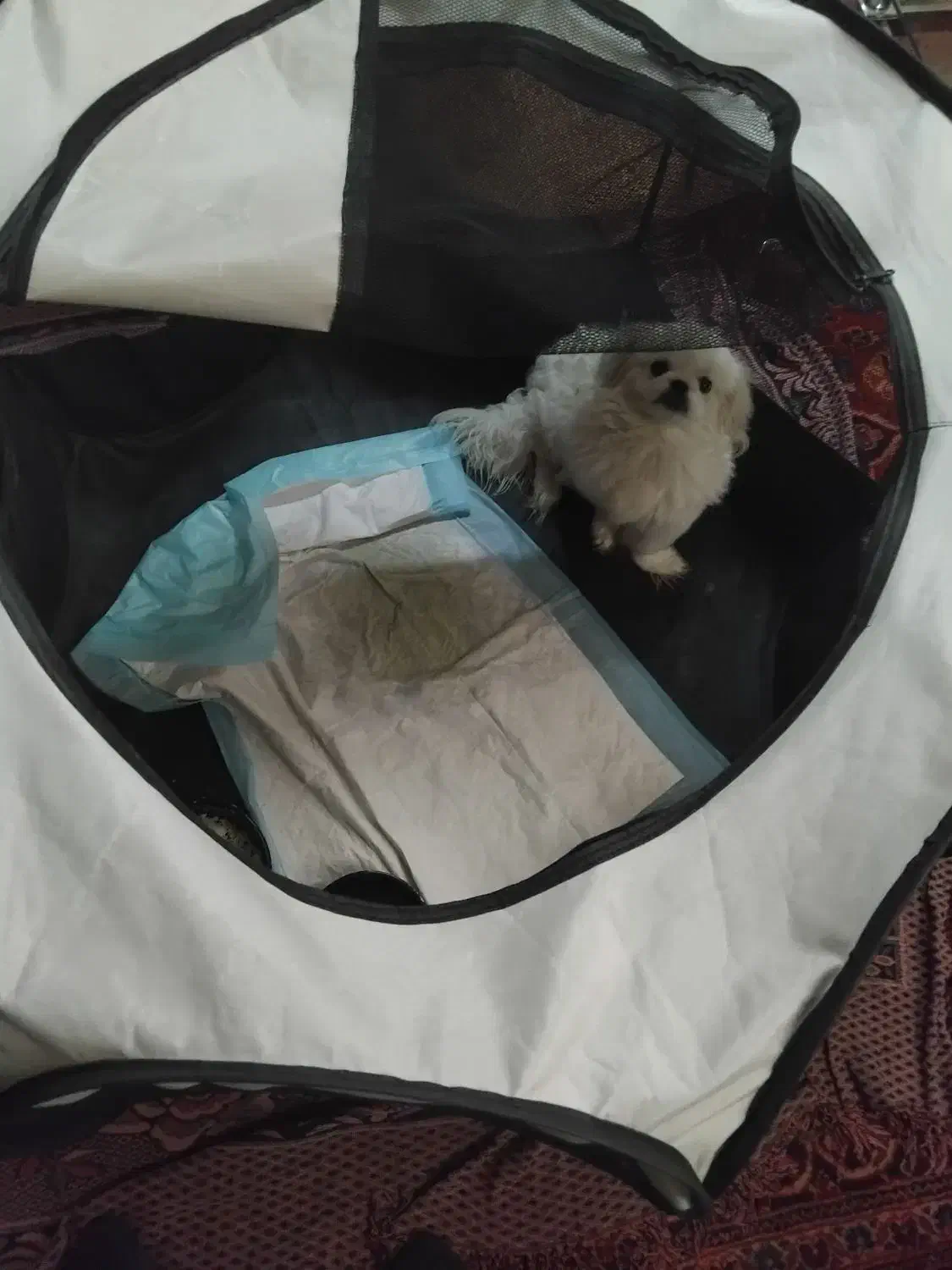 سگ پاکوتاه|سگ|همدان, |دیوار