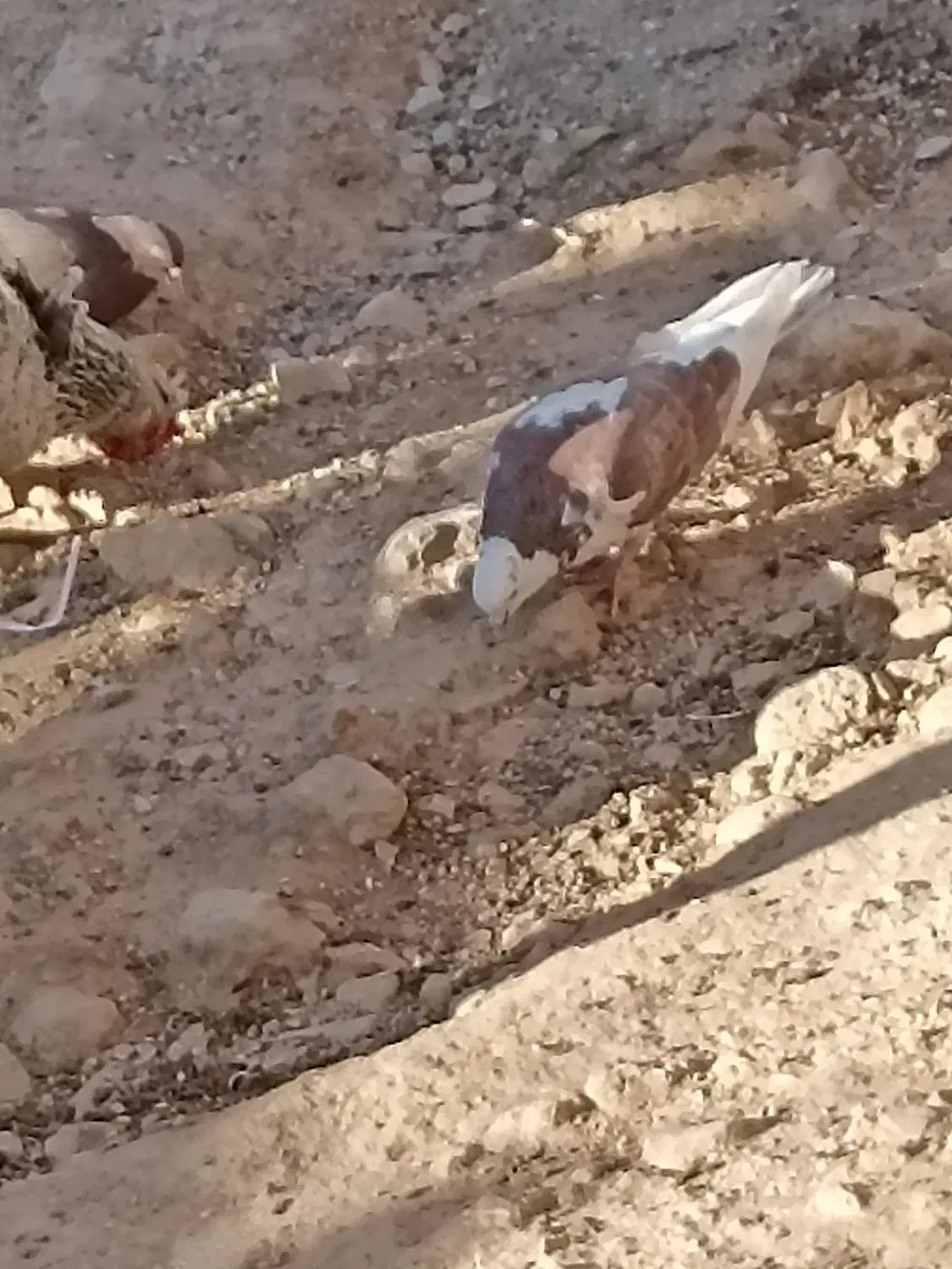 کبوتر|پرنده|رودشت (چهارمحال و بختیاری), |دیوار