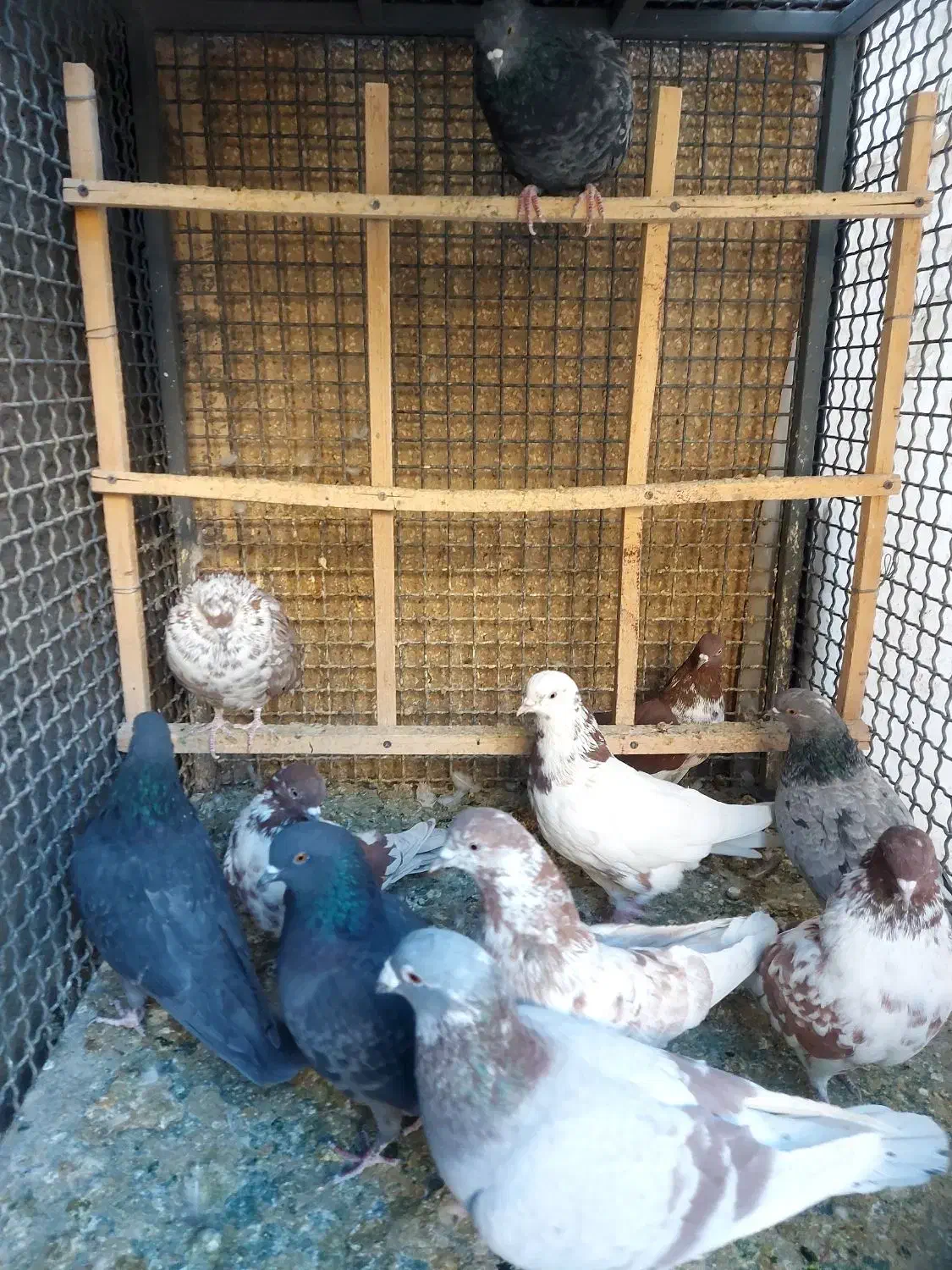 کفتر پرشی و سالم|پرنده|قم, باجک یک|دیوار